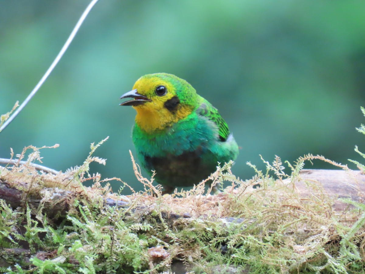 Multicolored Tanager - ML636504580
