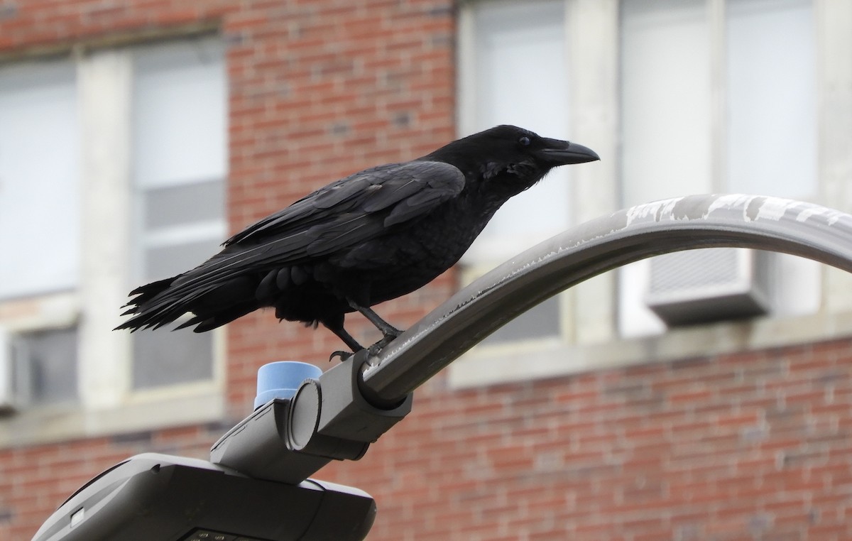 Common Raven - ML636504611