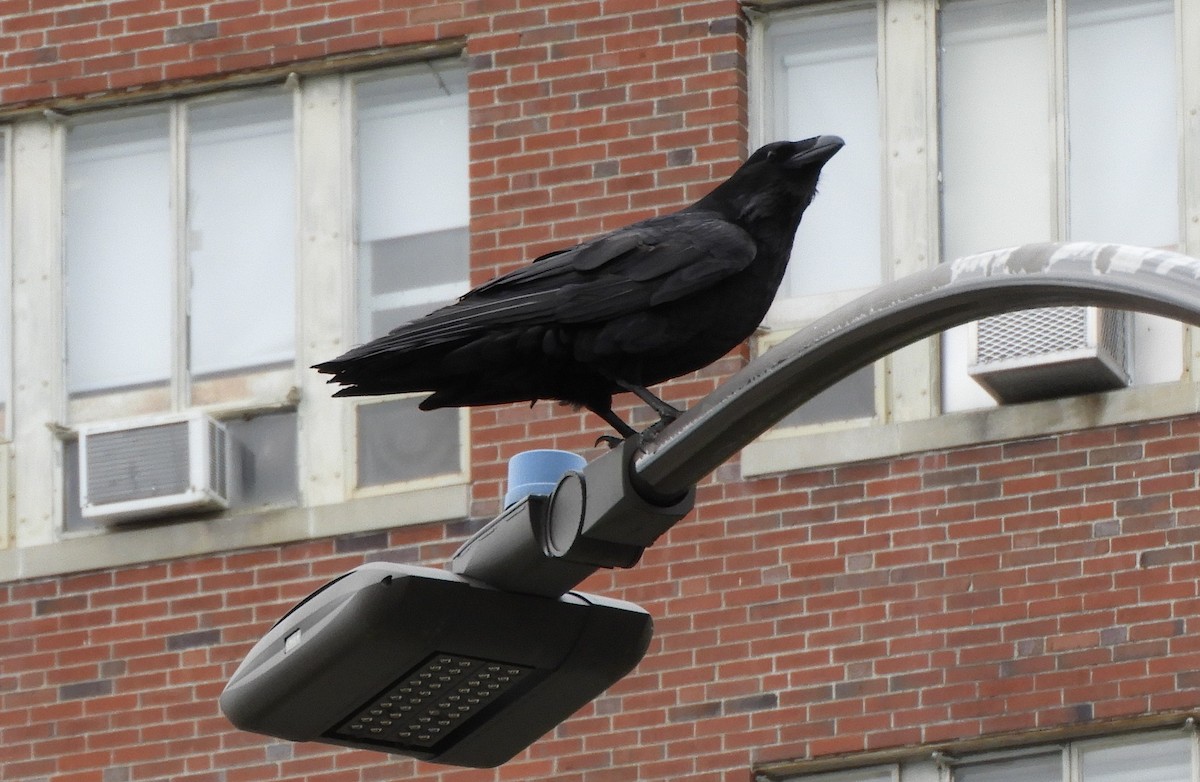 Common Raven - ML636504614