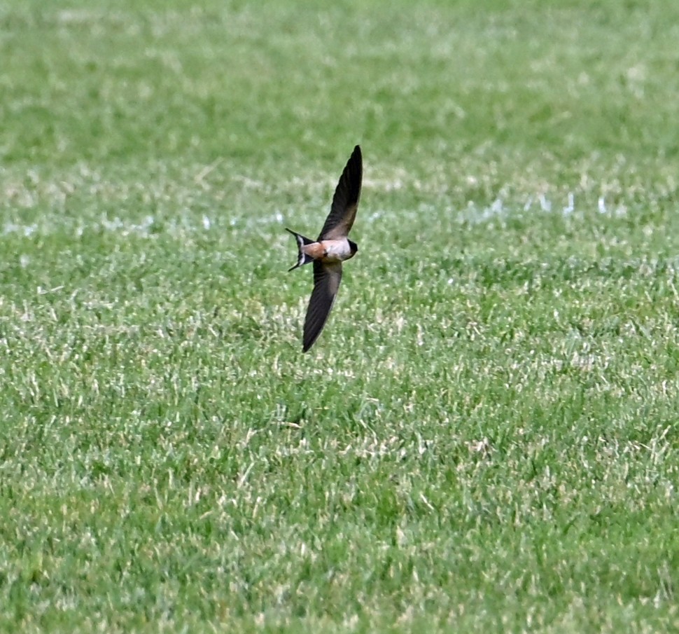 Асрын хараацай - ML636504640