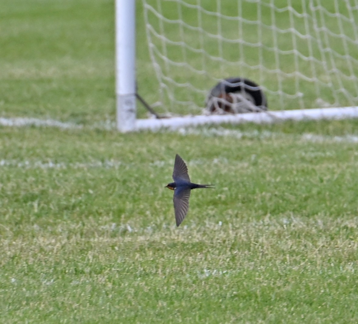 Асрын хараацай - ML636504641