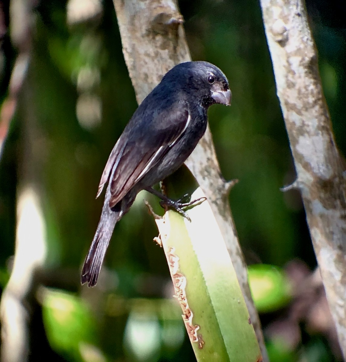Cuban Bullfinch - ML636504656