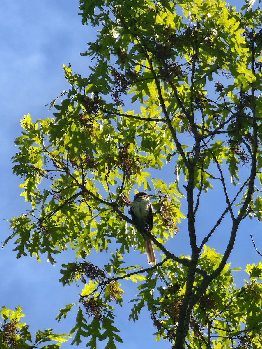 Black-billed Cuckoo - ML636504659