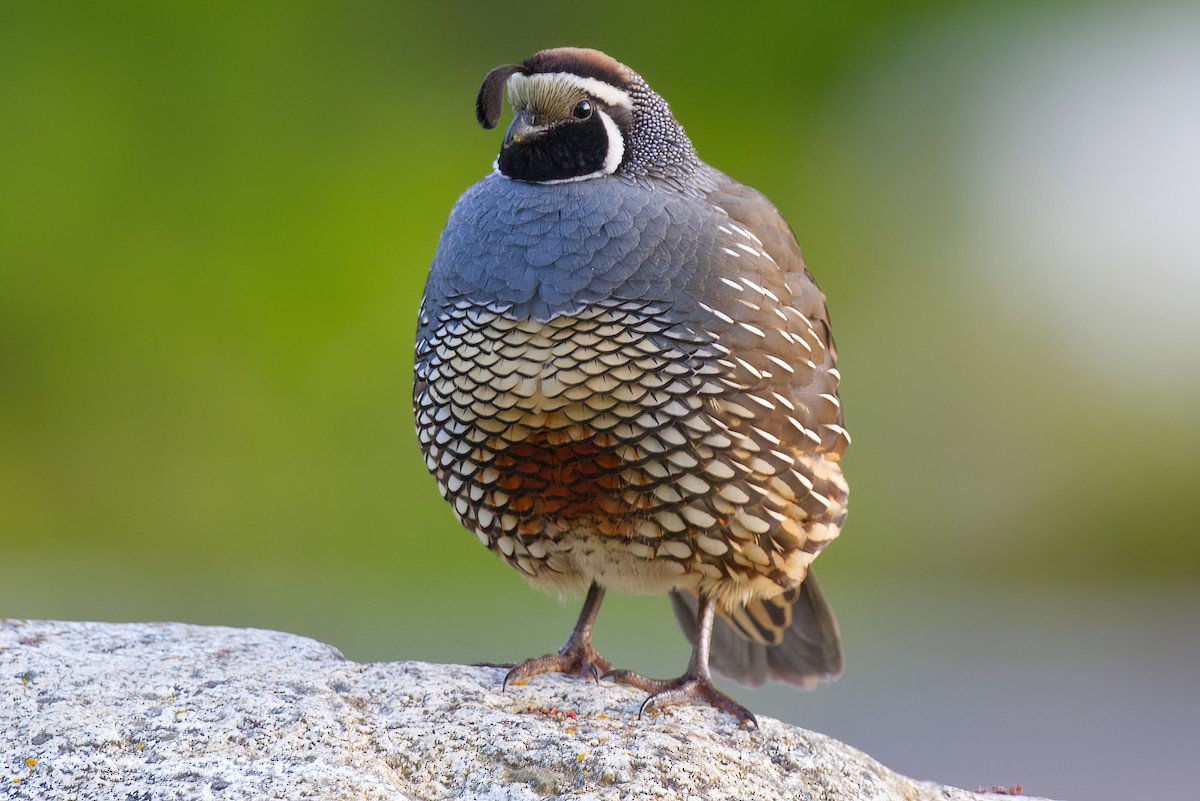 California Quail - ML636504719