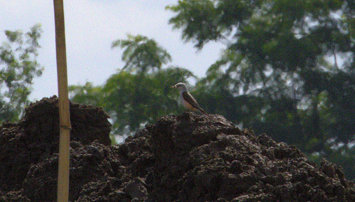 Scissor-tailed Flycatcher - ML636504742