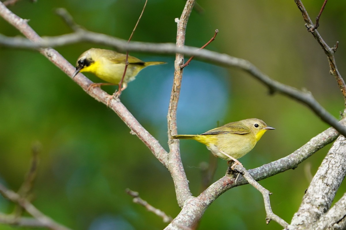 Common Yellowthroat - ML636504753