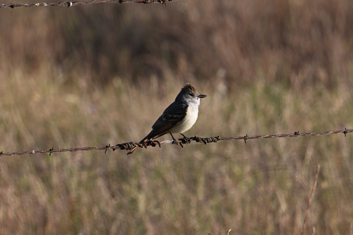 Ash-throated Flycatcher - ML636504808
