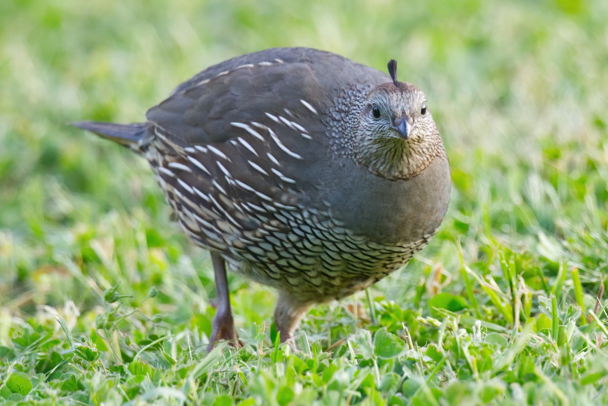 California Quail - ML636504981