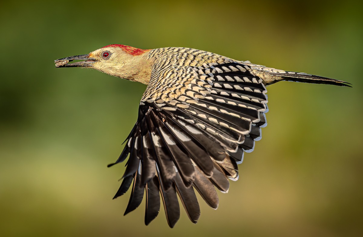 West Indian Woodpecker - ML636505007