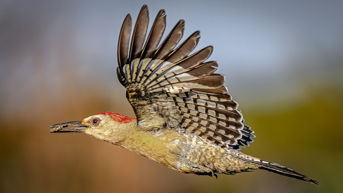 West Indian Woodpecker - ML636505008