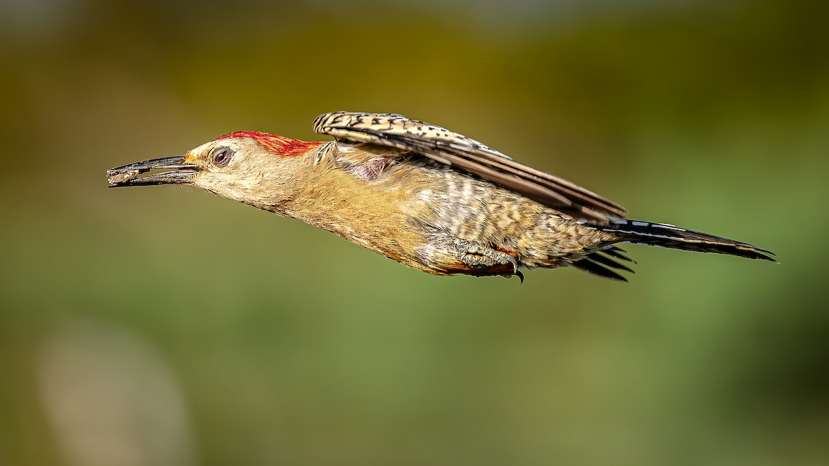 West Indian Woodpecker - ML636505009