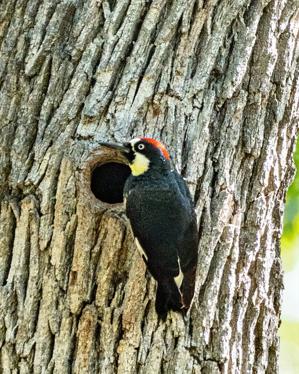 Acorn Woodpecker - ML636505010