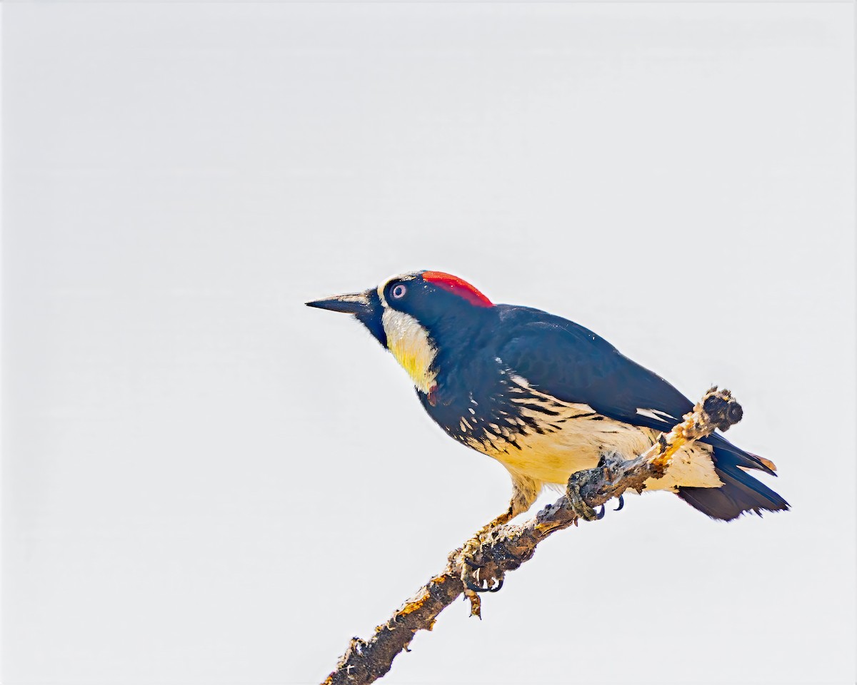 Acorn Woodpecker - ML636505012
