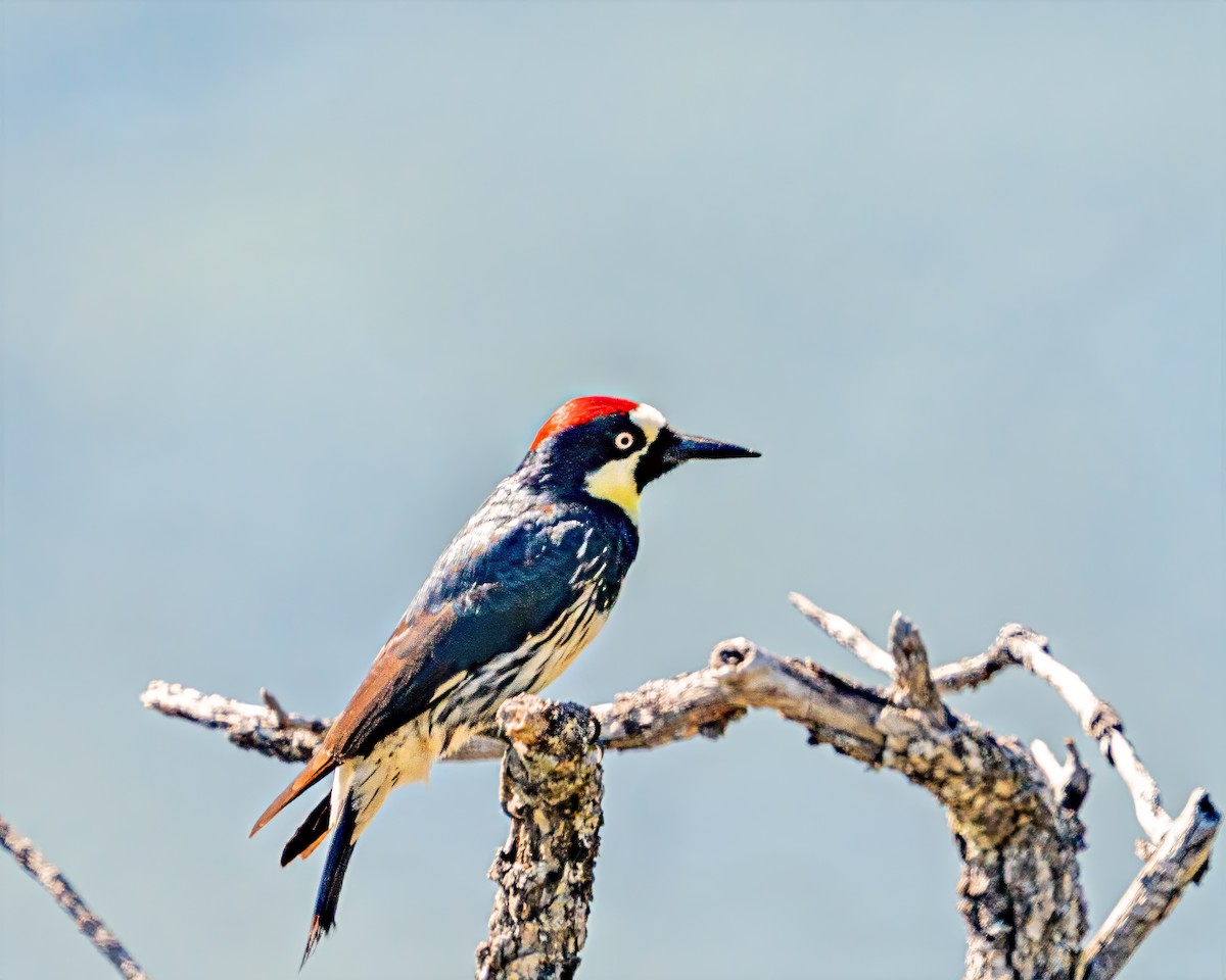 Acorn Woodpecker - ML636505014