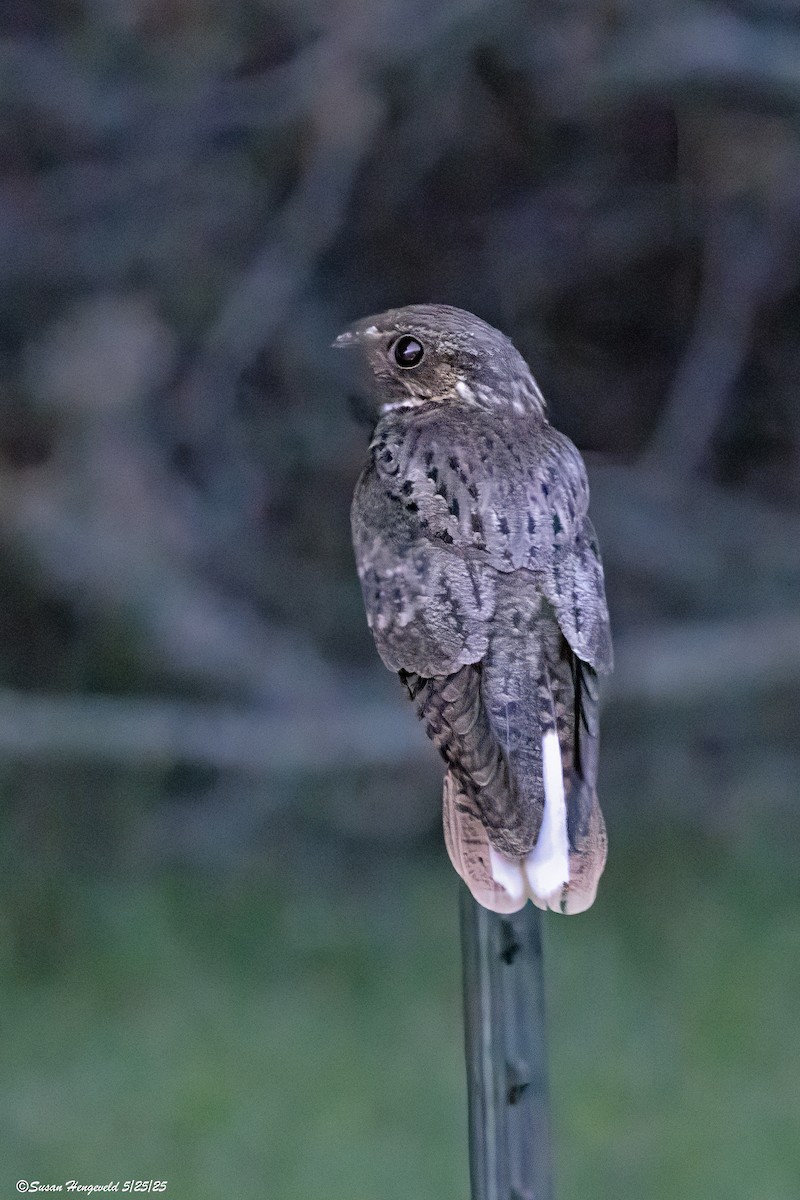 Chuck-will's-widow - ML636505102