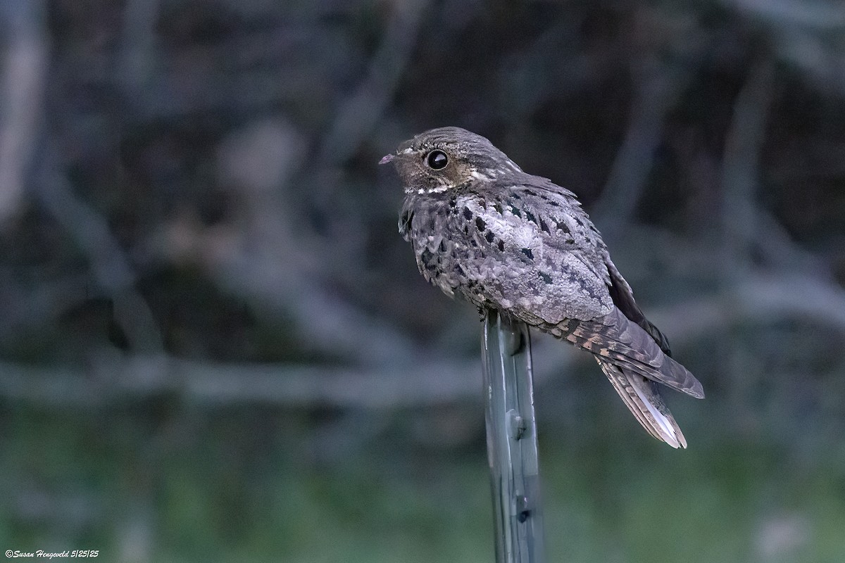 Chuck-will's-widow - ML636505103