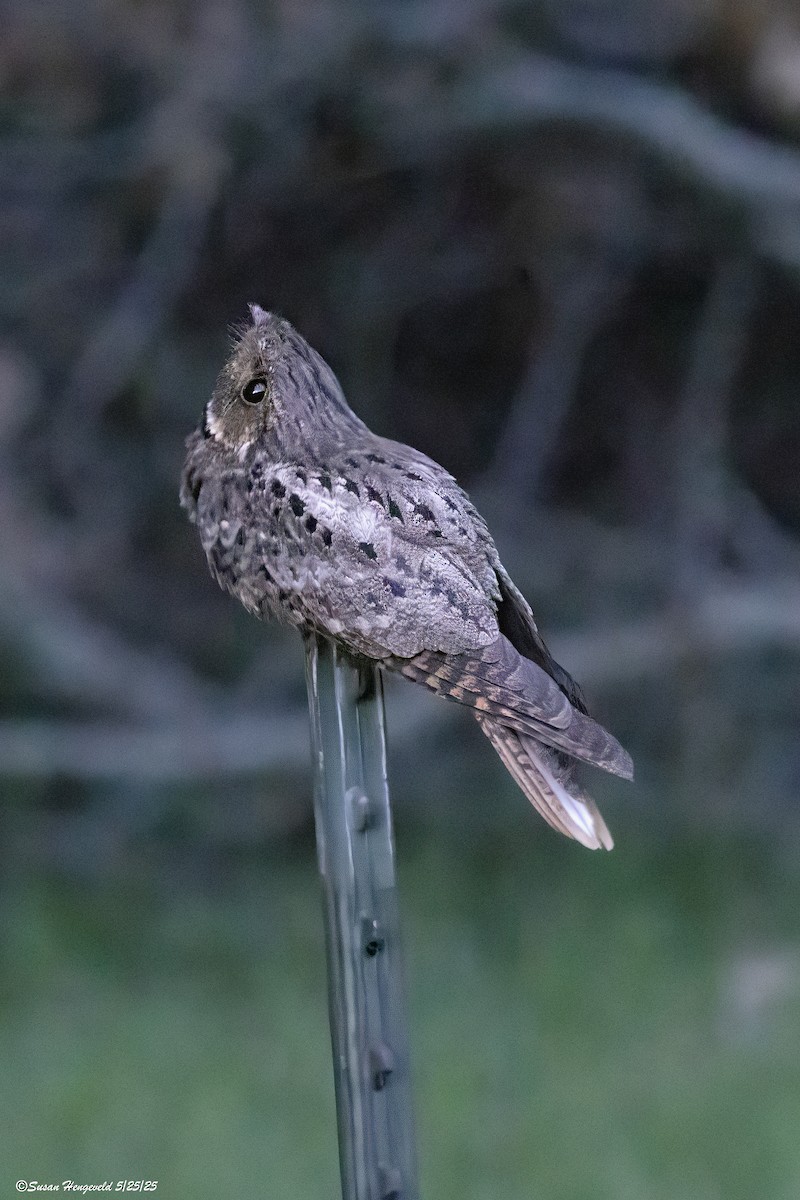 Chuck-will's-widow - ML636505104