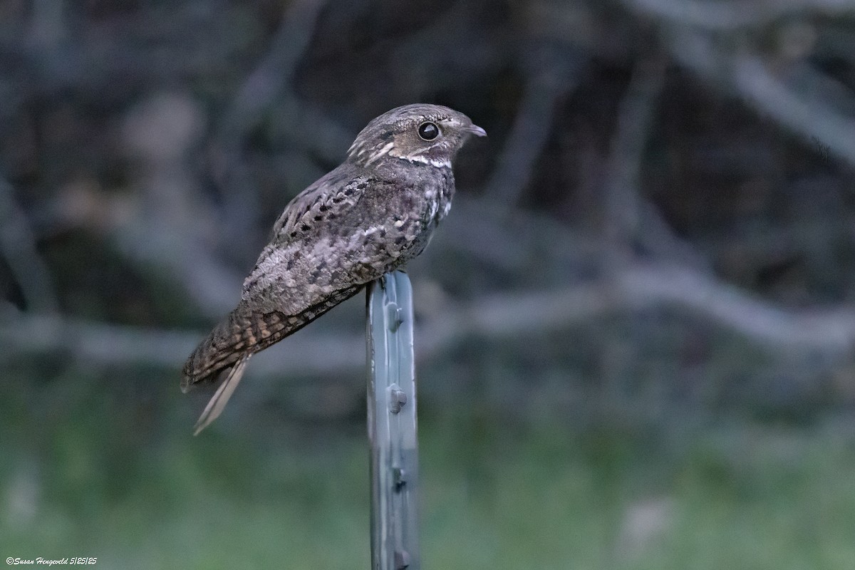 Chuck-will's-widow - ML636505105