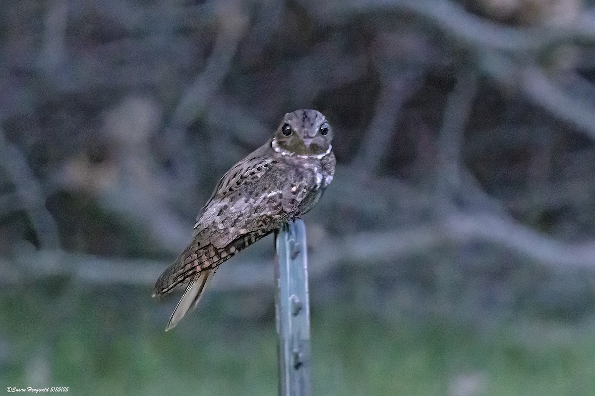 Chuck-will's-widow - ML636505106