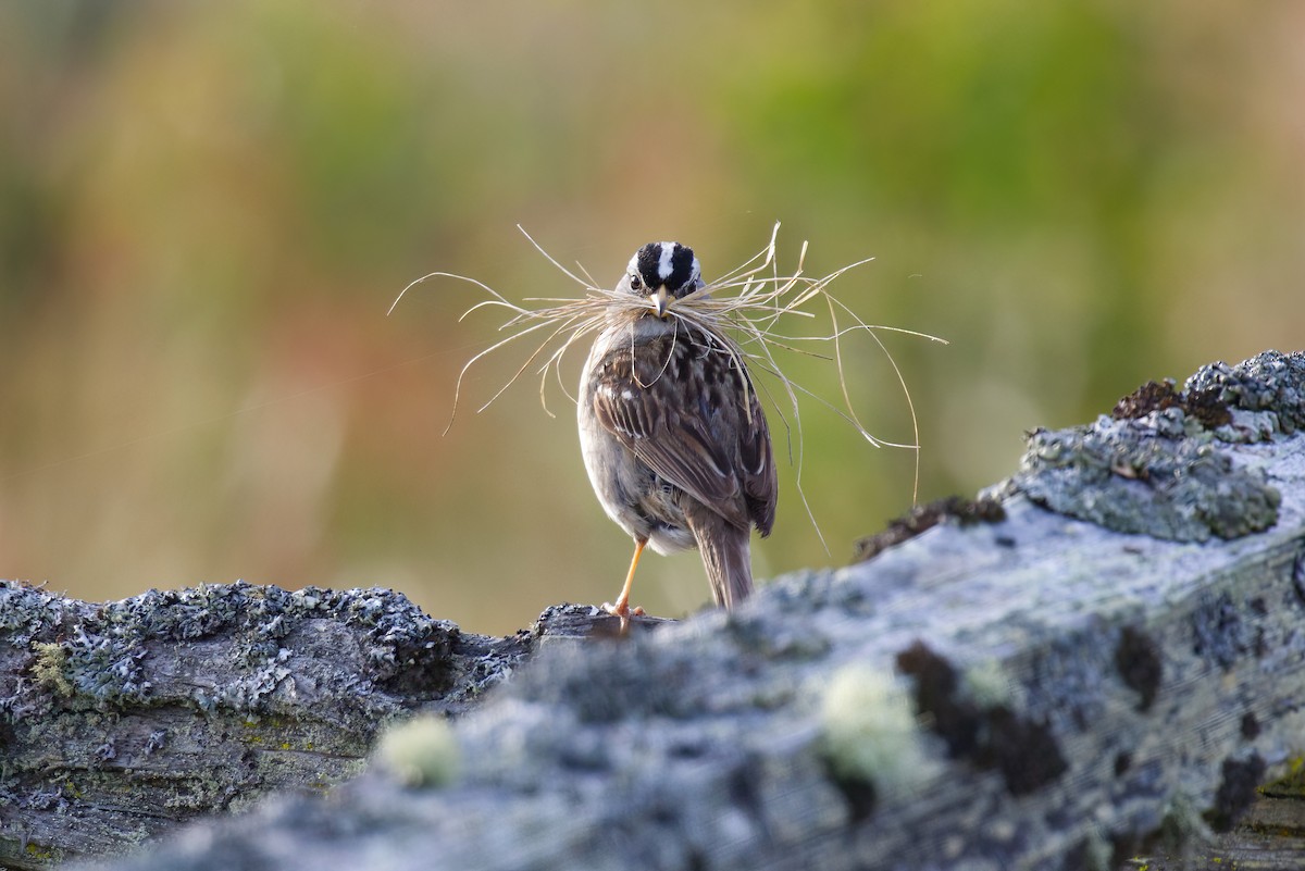 White-crowned Sparrow - ML636505238