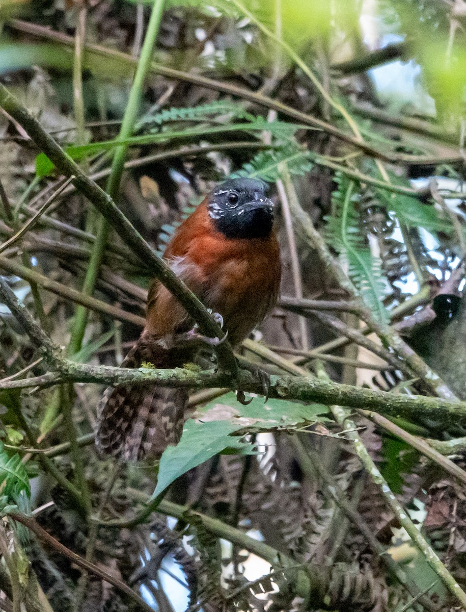 Sooty-headed Wren - ML636505256
