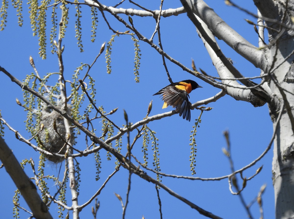 Baltimore Oriole - ML636505394