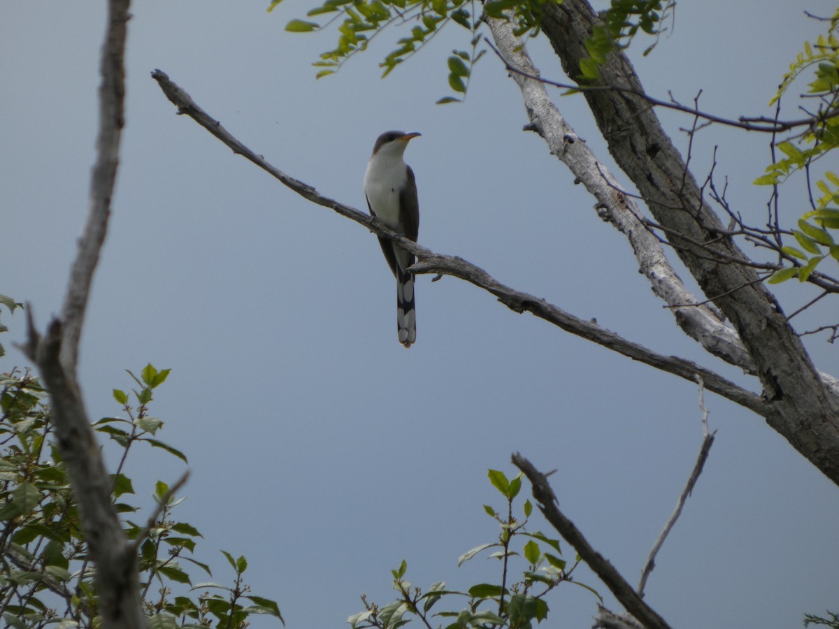 Yellow-billed Cuckoo - ML636505399