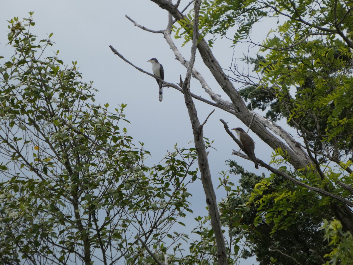 Yellow-billed Cuckoo - ML636505400