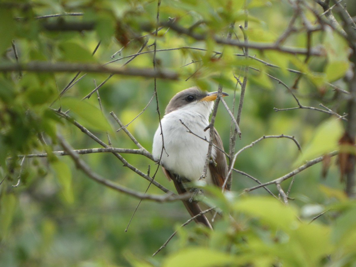 Yellow-billed Cuckoo - ML636505401