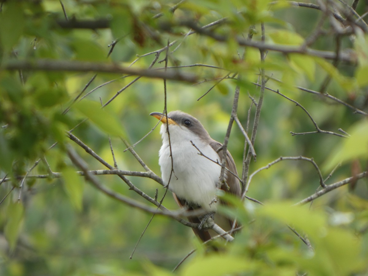 Yellow-billed Cuckoo - ML636505402