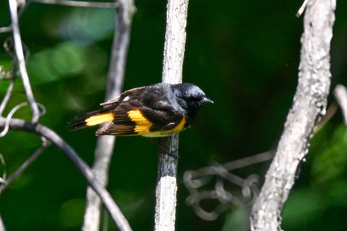 American Redstart - ML636505404