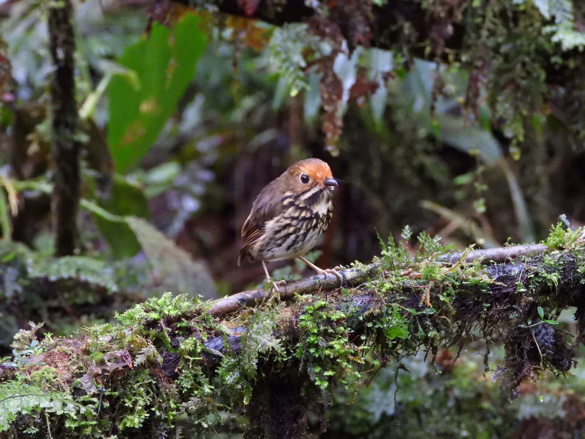 Ochre-fronted Antpitta - ML636505429