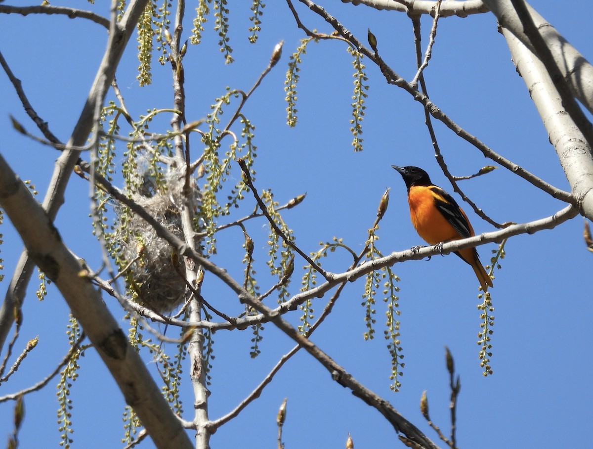 Baltimore Oriole - ML636505438