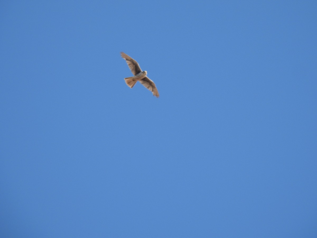 Prairie Falcon - ML636505445