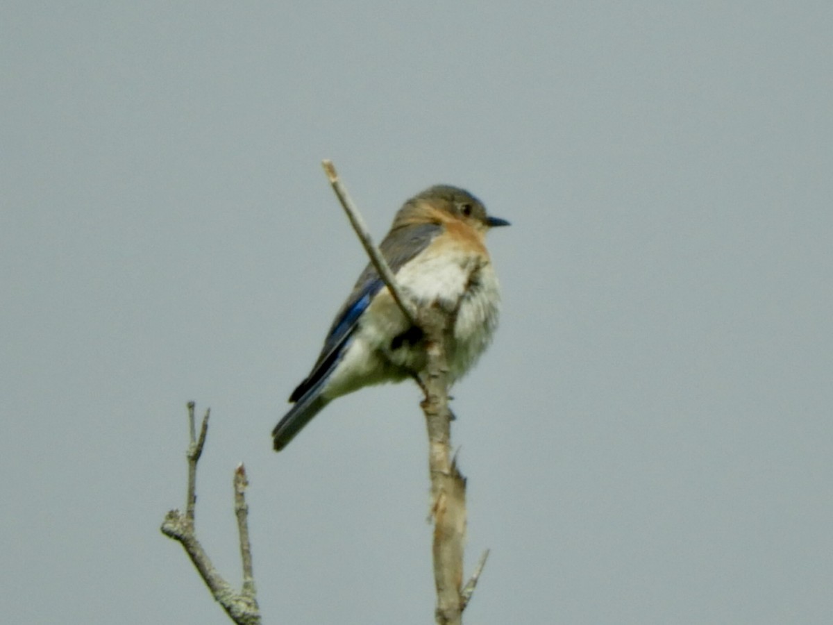 Eastern Bluebird - ML636505505