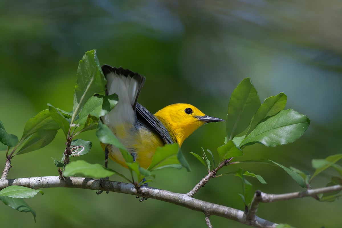 Prothonotary Warbler - ML636505510