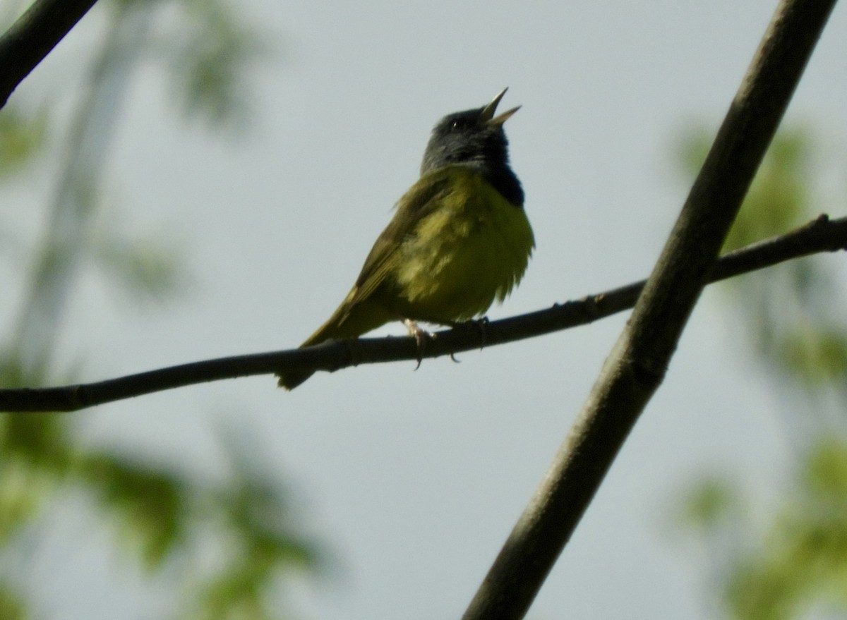Mourning Warbler - ML636505525