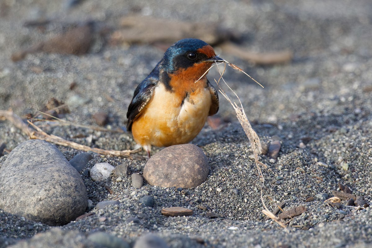 Barn Swallow - ML636505528