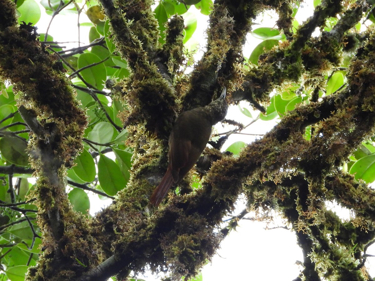 Olive-backed Woodcreeper - ML636505559