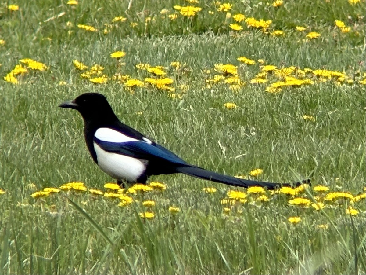 Black-billed Magpie - ML636505639