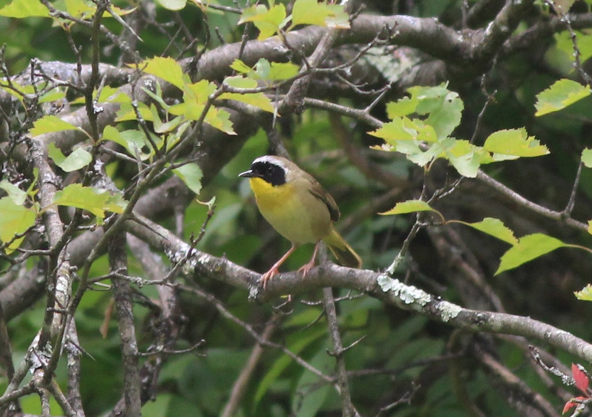 Common Yellowthroat - ML636505656