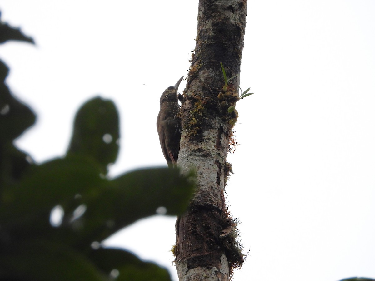 Olive-backed Woodcreeper - ML636505657