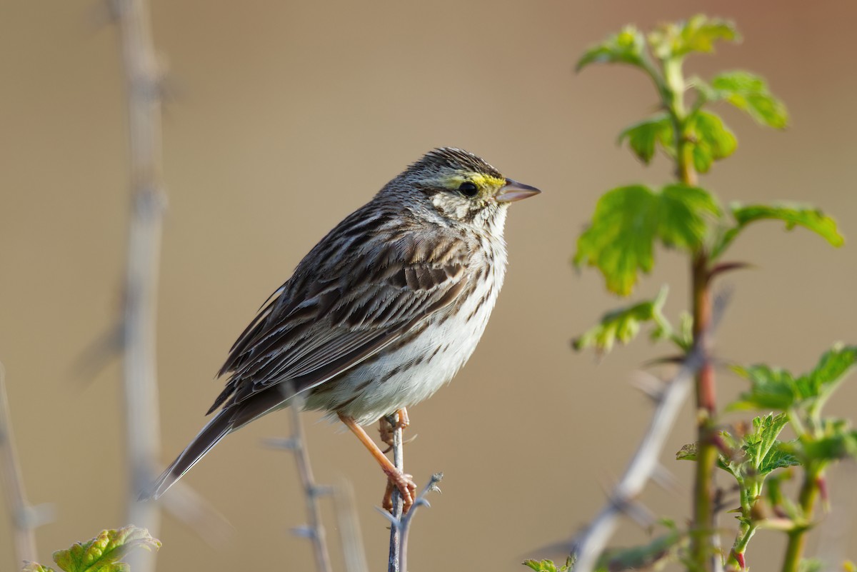 Savannah Sparrow - ML636505683