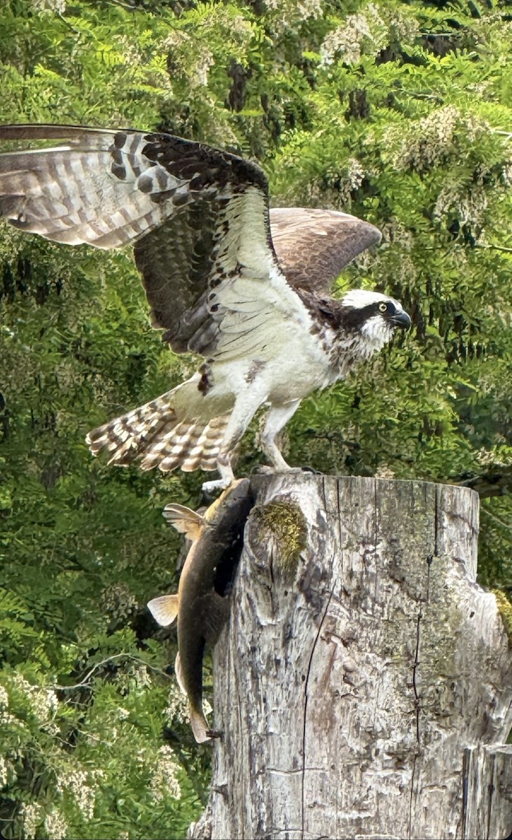 Osprey - ML636505707