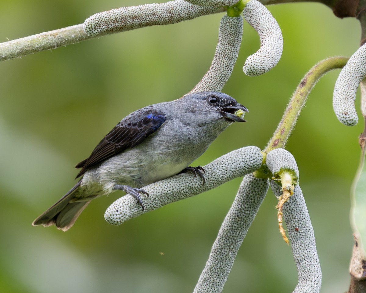 Plain-colored Tanager - ML636505738