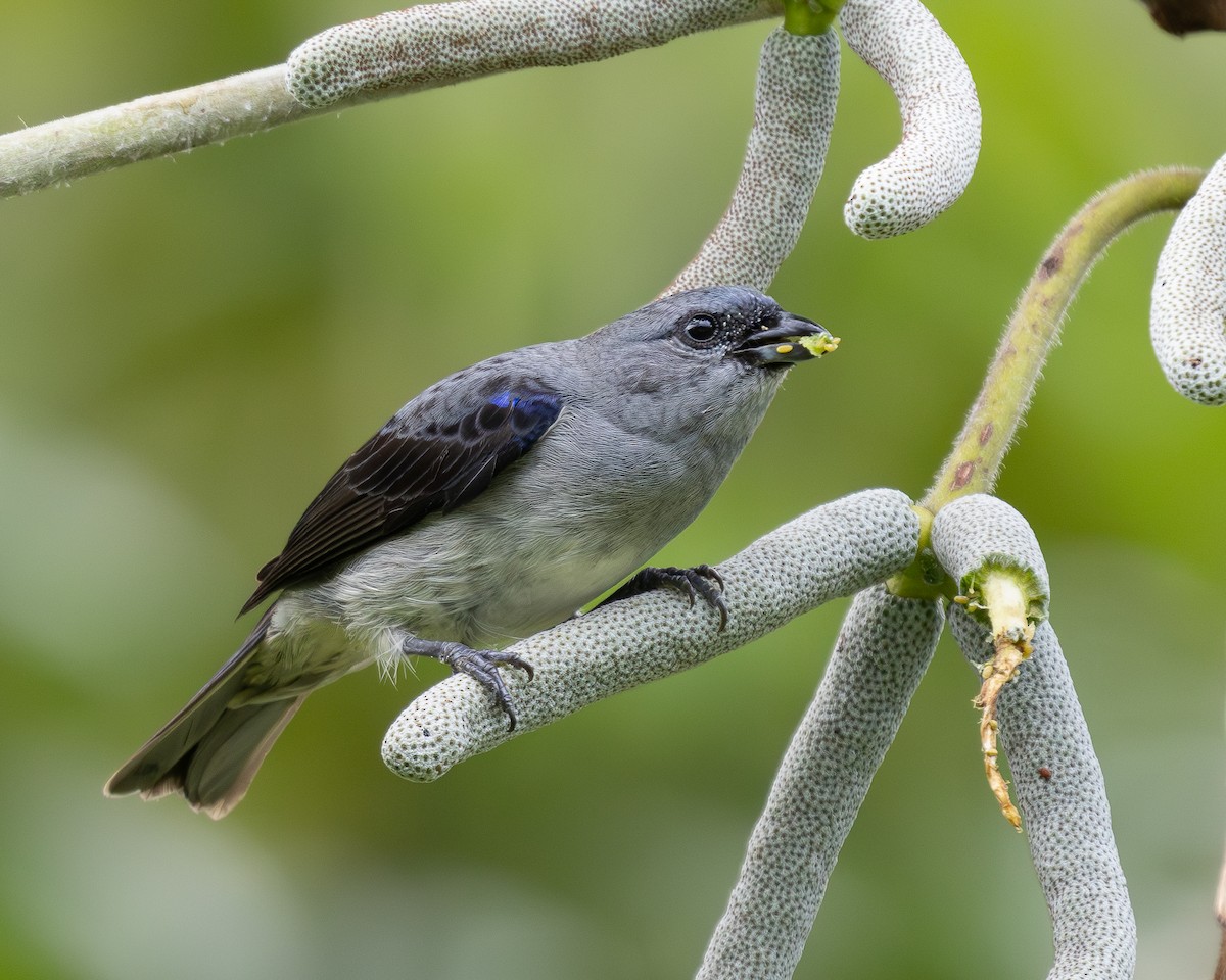 Plain-colored Tanager - ML636505740