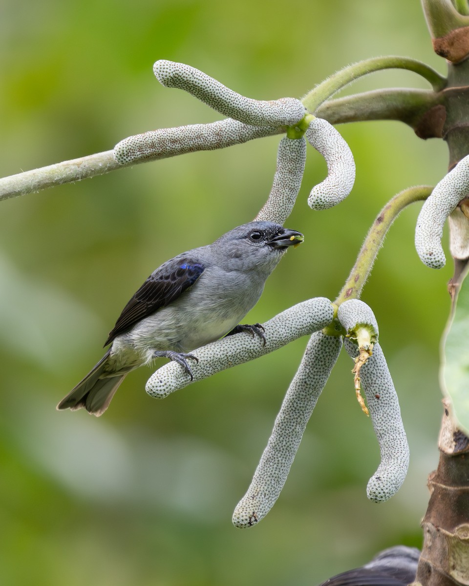 Plain-colored Tanager - ML636505744