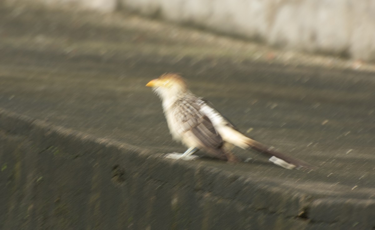 Guira Cuckoo - ML636505782