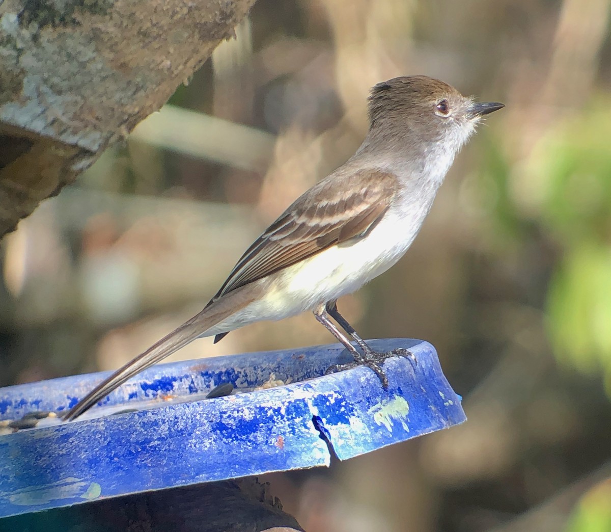 La Sagra's Flycatcher - ML636505816