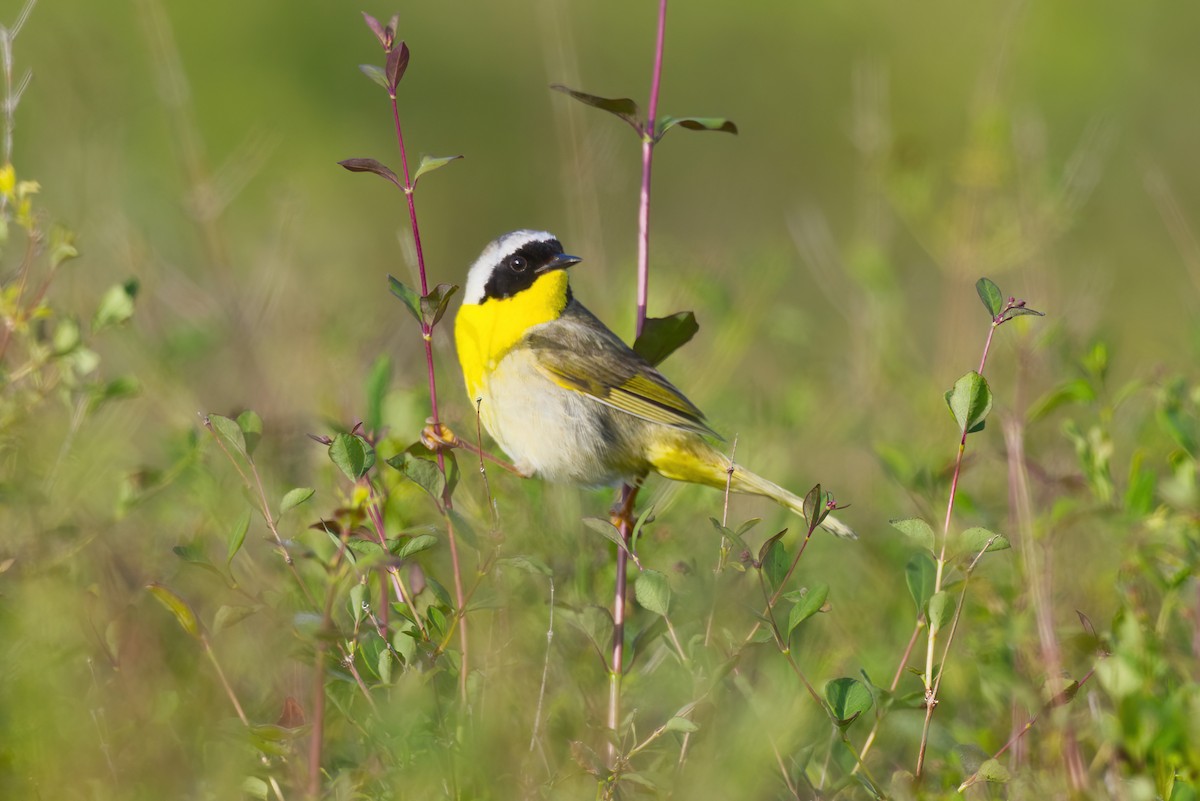 Common Yellowthroat - ML636505822